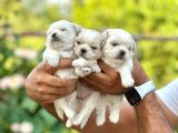 Orji̇nal Korea Teacup Maltese Bebekleri̇mi̇z