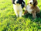 Orjinal Labradoodle Yavrular