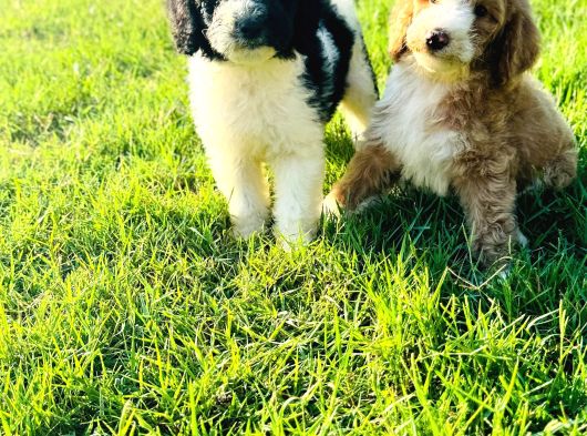 Orjinal Labradoodle Yavrular görsel