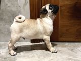 Kucağa Sığan Mutluluk  Pug Yavru
