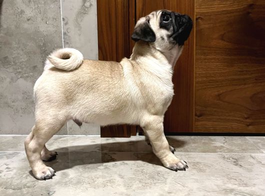 Kucağa Sığan Mutluluk  Pug Yavru görsel