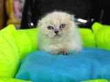 10 güne hazır fold bebek