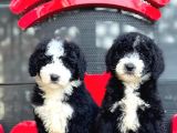 Labradoodle Yavrular