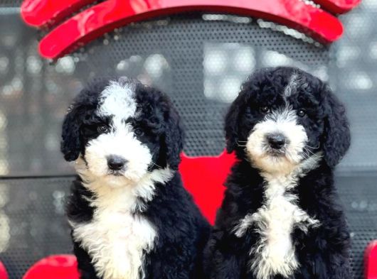 Labradoodle Yavrular görsel