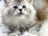 En iddalı profil MAINE COON