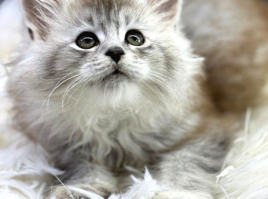 En Iddalı Profil Maine Coon