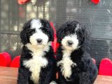 LABRADOODLE YAVRULAR