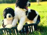 Orjinal labradoodle Yavrular