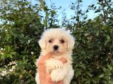 Teacup maltes terier bebekler