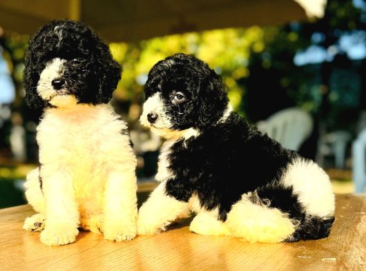 Orjinal Labradoodle Yavrular görsel