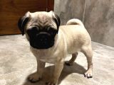 Kucağa Sığan Mutluluk  Pug Yavru