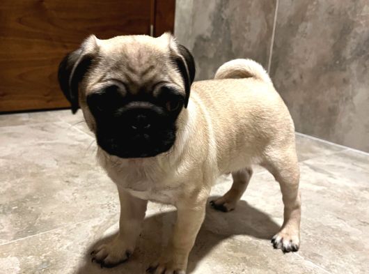 Kucağa Sığan Mutluluk  Pug Yavru görsel