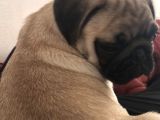 Kucağa Sığan Mutluluk  Pug Yavru