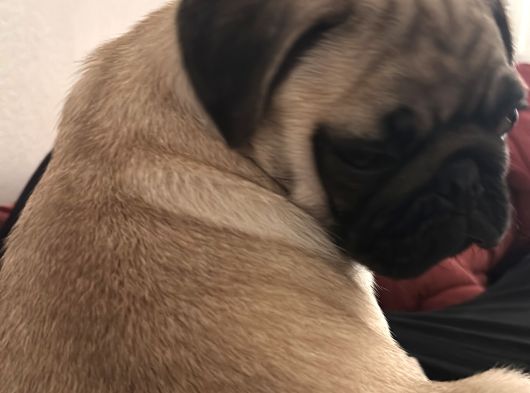 Kucağa Sığan Mutluluk  Pug Yavru görsel