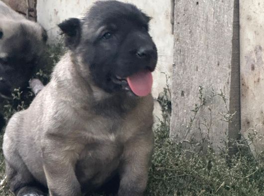 Sivas Kan Yavrularımız görsel