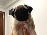 Kucağa Sığan Mutluluk  Pug Yavru