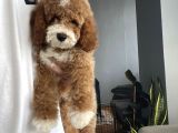 MİNYATÜR LABRADOODLE BEBEĞİMİZ EN ÖZEL aşılı