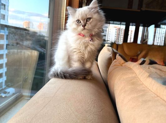 Sağlıklı British Longhair