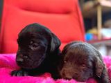 Labrador Bebeklerimiz Için Acele Edin