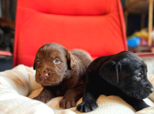 Labrador Bebeklerimiz Için Acele Edin görsel