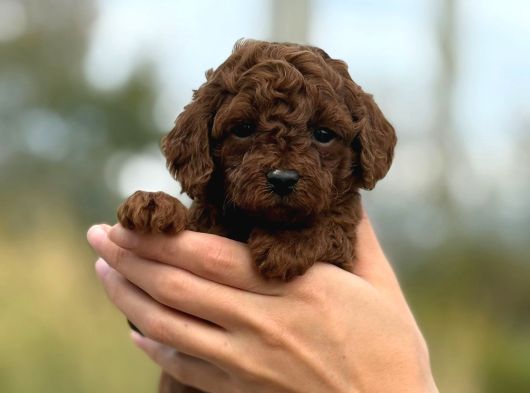 Bitter Çikolata Poodle Yavrularımız görsel