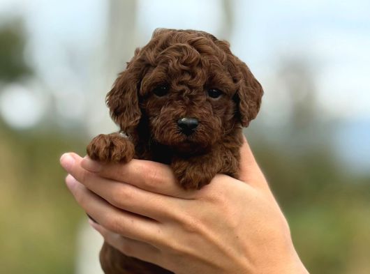 bitter çikolata poodle yavrularımız