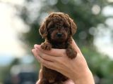 Bitter Çikolata Poodle Yavrularımız