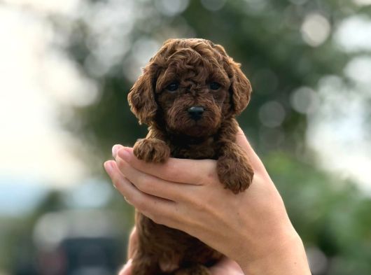 Bitter Çikolata Poodle Yavrularımız görsel