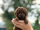 Bitter Çikolata Poodle Yavrularımız