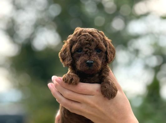 Bitter Çikolata Poodle Yavrularımız görsel