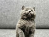 Show Kalite Ayı Surat British Shorthair