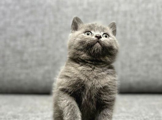 Show Kalite Ayı Surat British Shorthair görsel