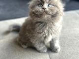 Sağlıklı British Longhair