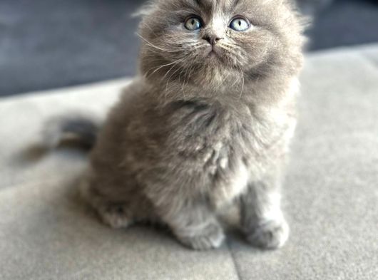 Sağlıklı British Longhair görsel