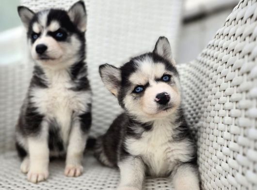 Orijinal Husky Yavruları görsel