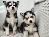 Orijinal Husky Yavruları