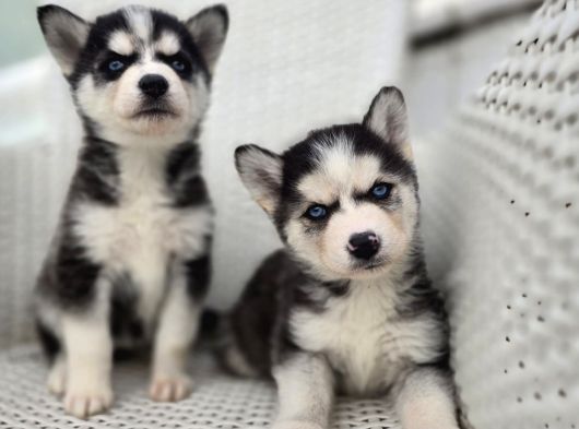 Orijinal Husky Yavruları görsel
