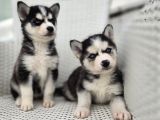 Orijinal Husky Yavruları