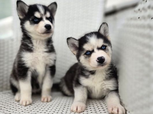 Orijinal Husky Yavruları görsel