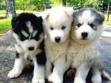 Orijinal husky yavruları
