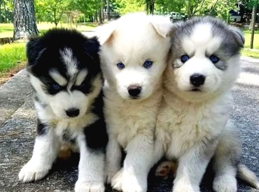 Orijinal Husky Yavruları