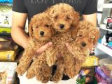 Toy Poodle Erkek Ve Dişi Yavrularımız