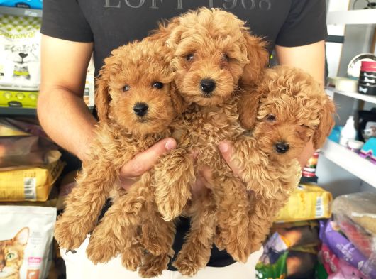 Toy Poodle Erkek Ve Dişi Yavrularımız görsel