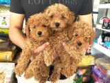 Toy Poodle Erkek Ve Dişi Yavrularımız