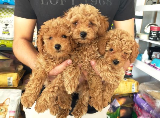 Toy Poodle Erkek Ve Dişi Yavrularımız görsel