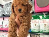 Toy Poodle Erkek Ve Dişi Yavrularımız