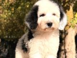 Bicolor Siyah Beyaz Labradoodle Yavrular