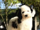 Bicolor siyah beyaz labradoodle Yavrular