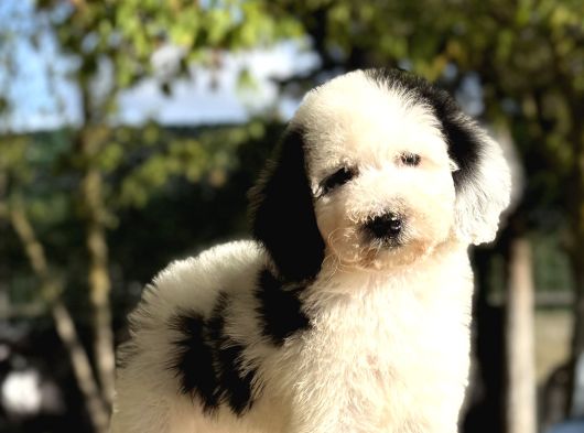 Bicolor Siyah Beyaz Labradoodle Yavrular