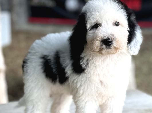 Bicolor Siyah Beyaz Labradoodle Yavrular görsel